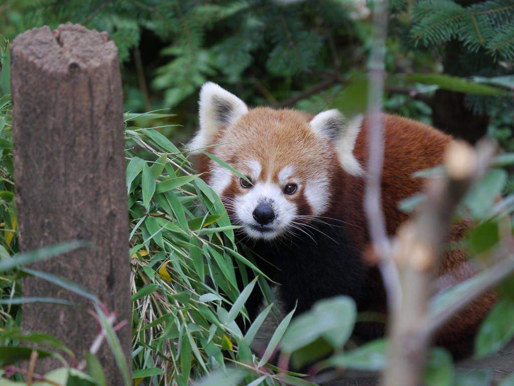 Zoo d'Amneville parc zoologique le plus beau d'europe à l'Hôtel Marso Amnéville